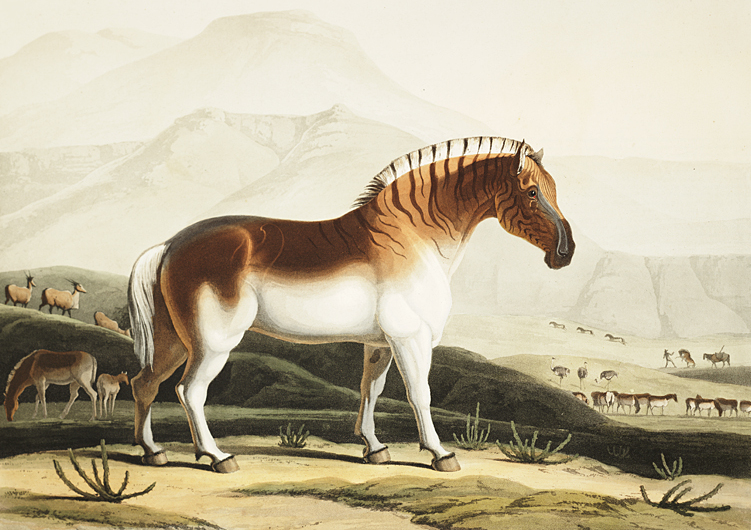 Quagga extinct zebra South Africa Google Docs anonymous animal