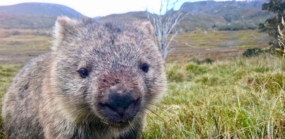 Wombat poop Google Docs animals