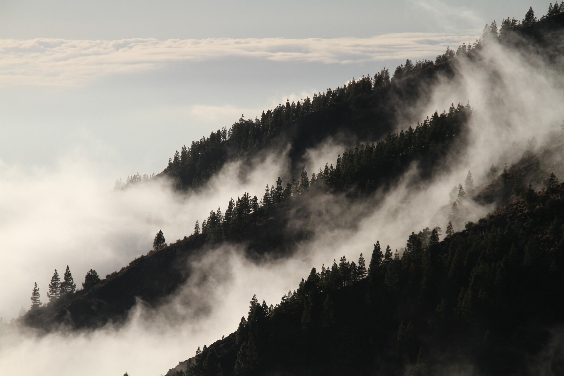 hills covered in trees and fog