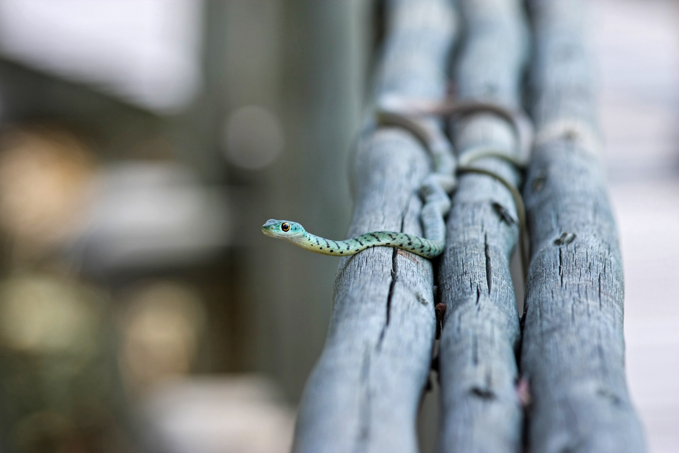 Green snake on a log