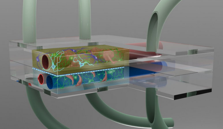 A Sliver of Human Brain in a Chip, and Other Organ Simulators