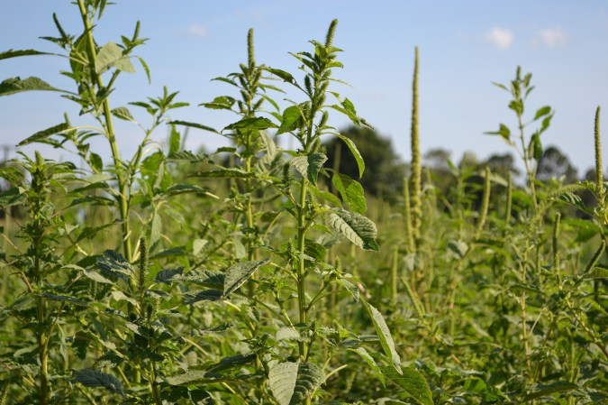 Better Know A Plague: Palmer Amaranth