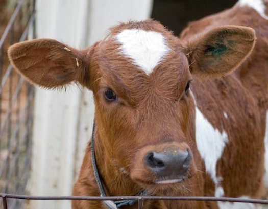 Breeding For High Milk Production Created Less-Fertile Cows