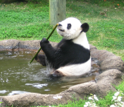 panda