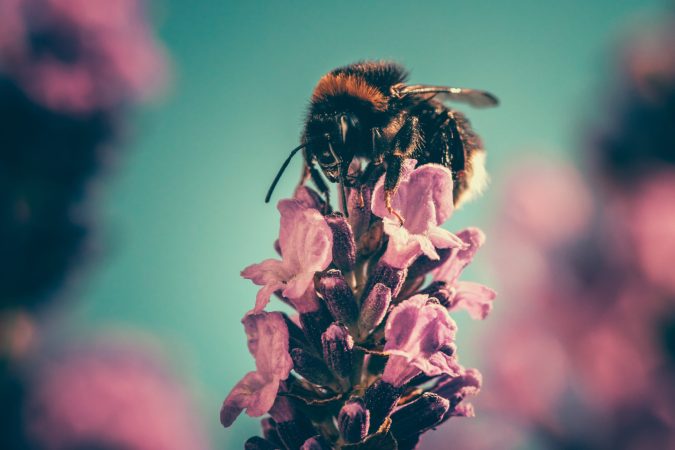 Here’s What You Can Do To Help The Declining Bee Population