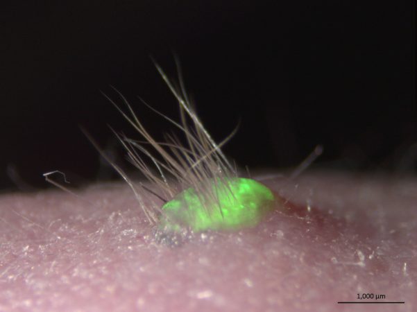 Mouse Skin, Complete With Fur, Grown In Lab