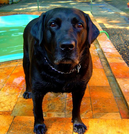 Black Lab Sniffs Out Bowel Cancer in Patients with Near-Perfect Accuracy