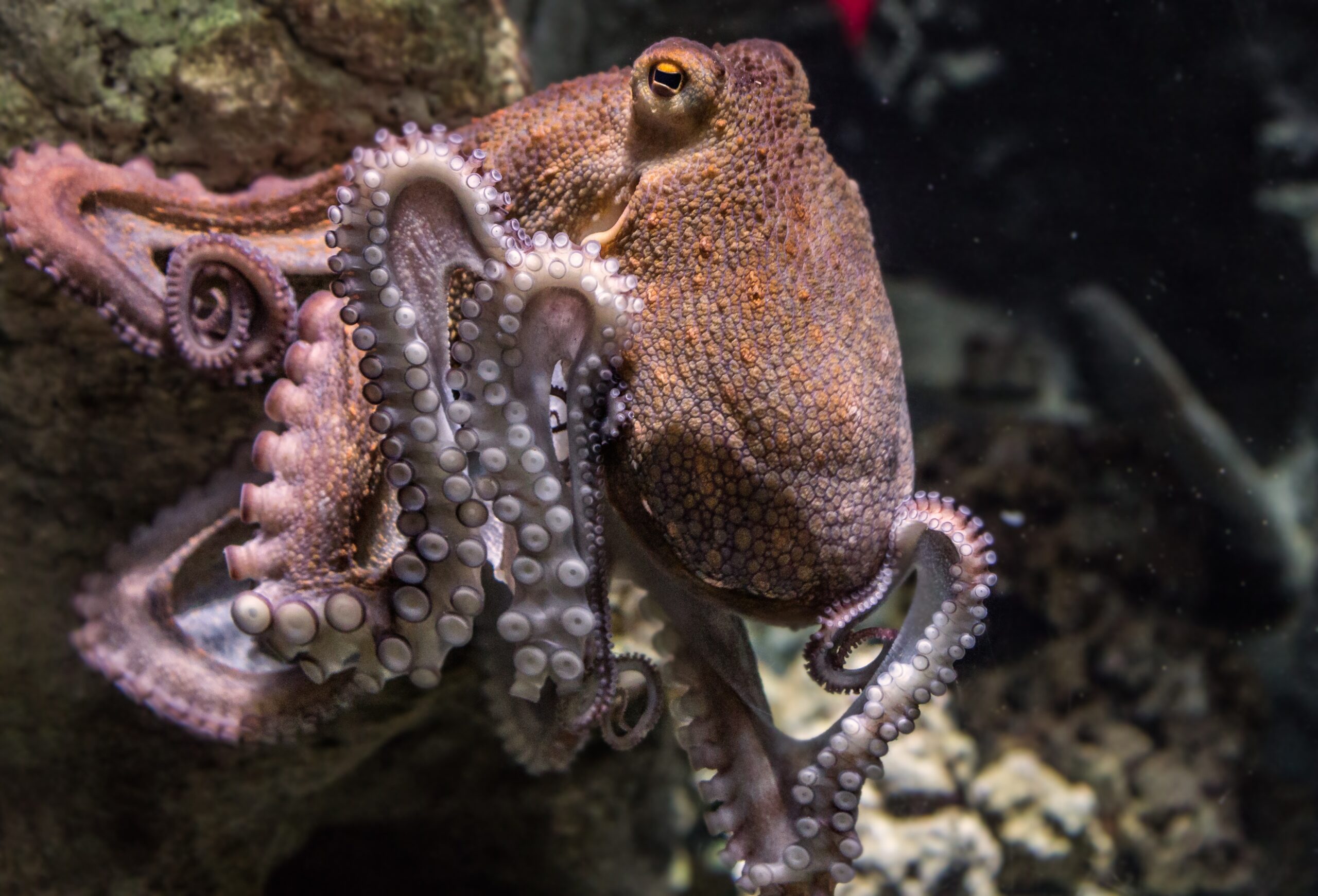 An octopus sits on a rock.