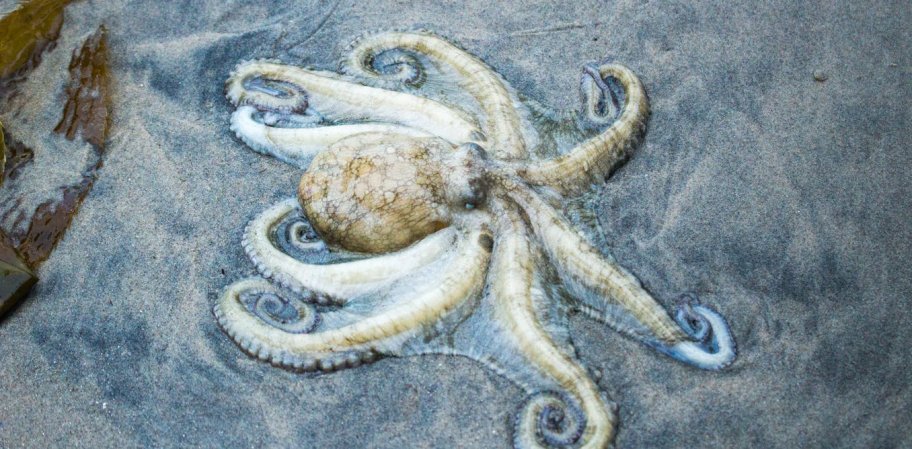 Senility, storms, global domination, and other possible reasons an army of octopuses showed up on a Welsh beach