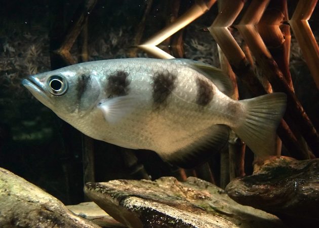 Fish Can Tell The Difference Between Human Faces