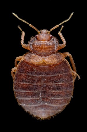 Using DNA to Track the Spread of Bedbugs