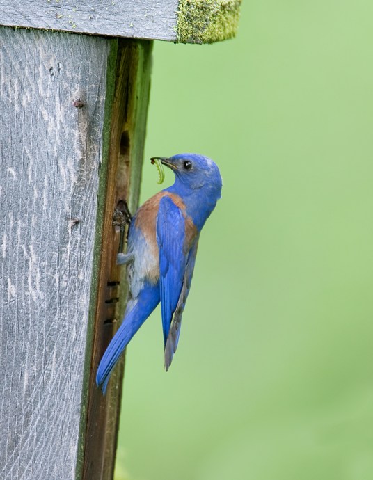 Bluebirds' poop proves their value to California vineyards