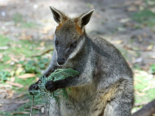 Mystery Animal Contest: Who Is This Fuzzy Leaf-Muncher?