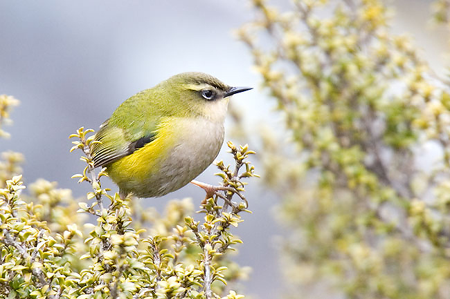 These Birds’ DNA May Shine Light On New Zealand’s Geologic Past