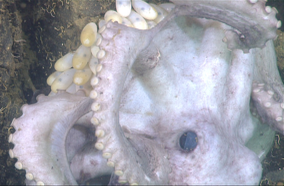 Octopus Broods Its Eggs For 4.5 Years, Longest For Any Animal