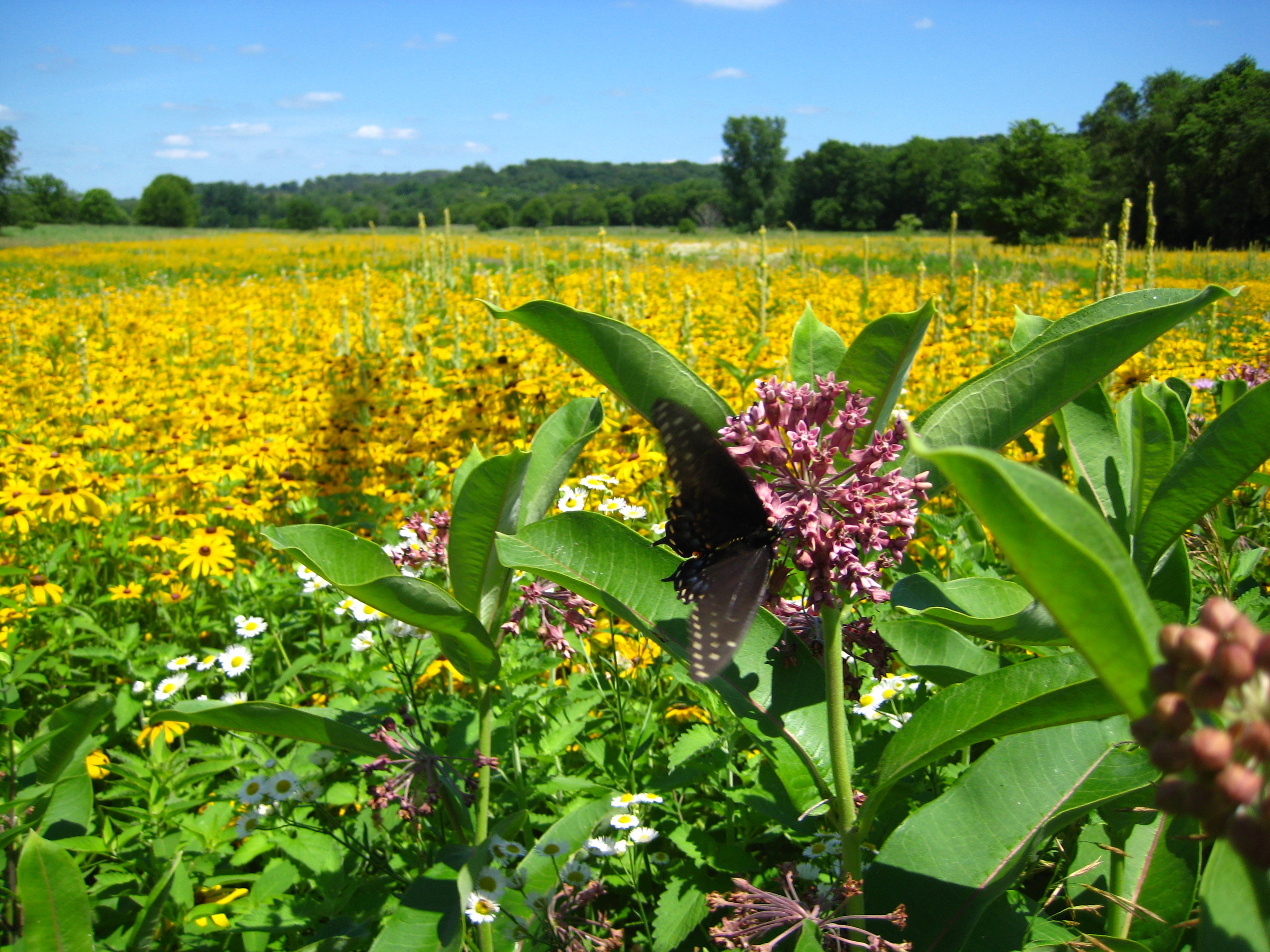 prairie