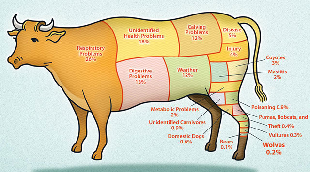 Here’s How Big A Problem Wolves Are For Cattle Ranchers [Infographic]