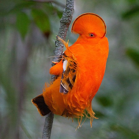 Mystery Animal Contest: Who Is This Feathered Oddball?