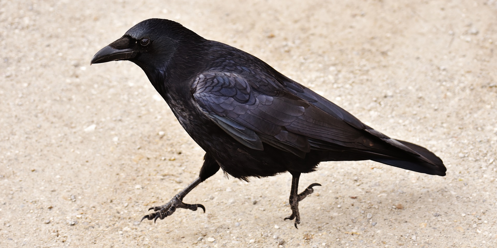 A crow hopping around, probably not looking for nicotine products.