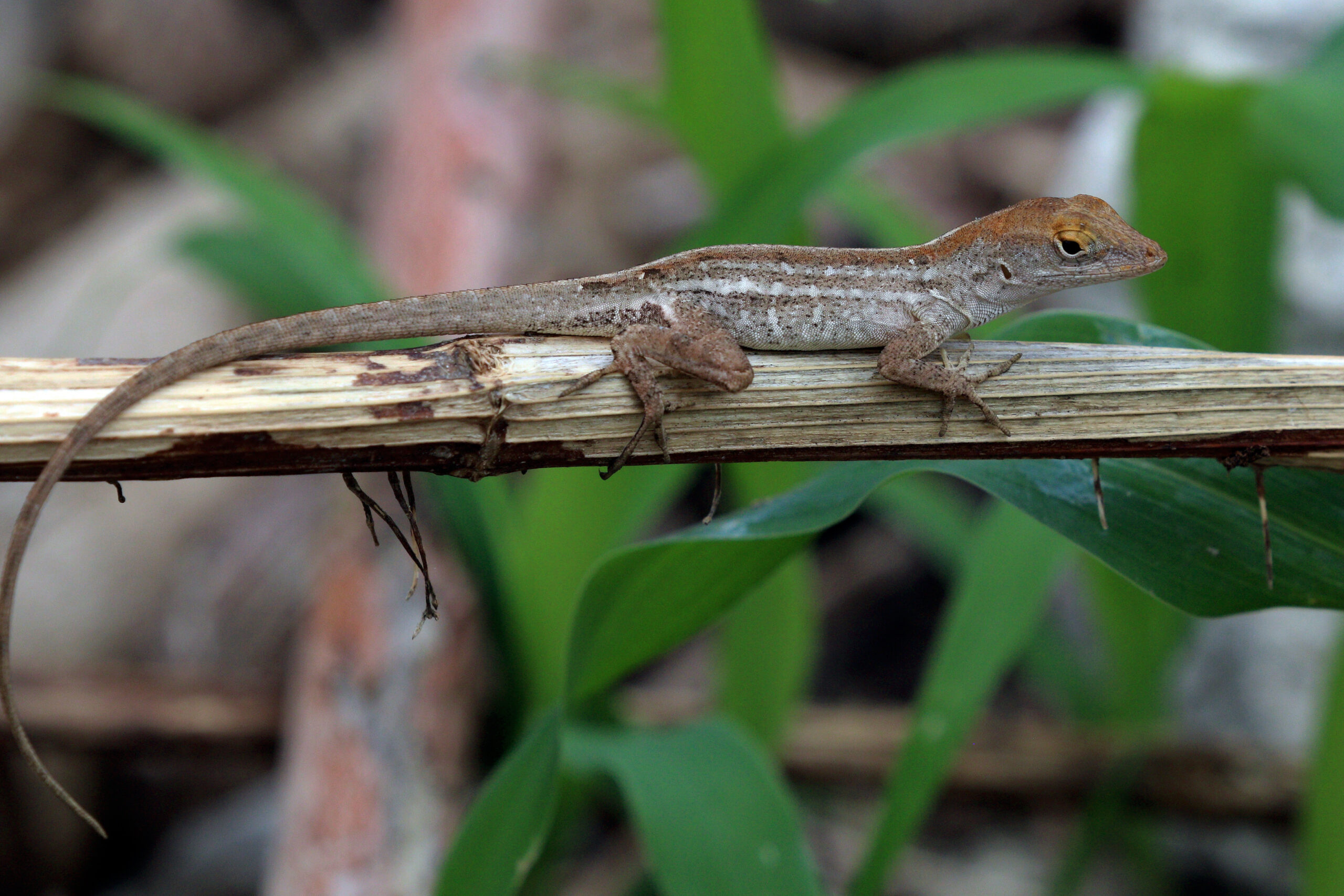 Caught in a race against climate change, lizards hit an evolutionary dead  end