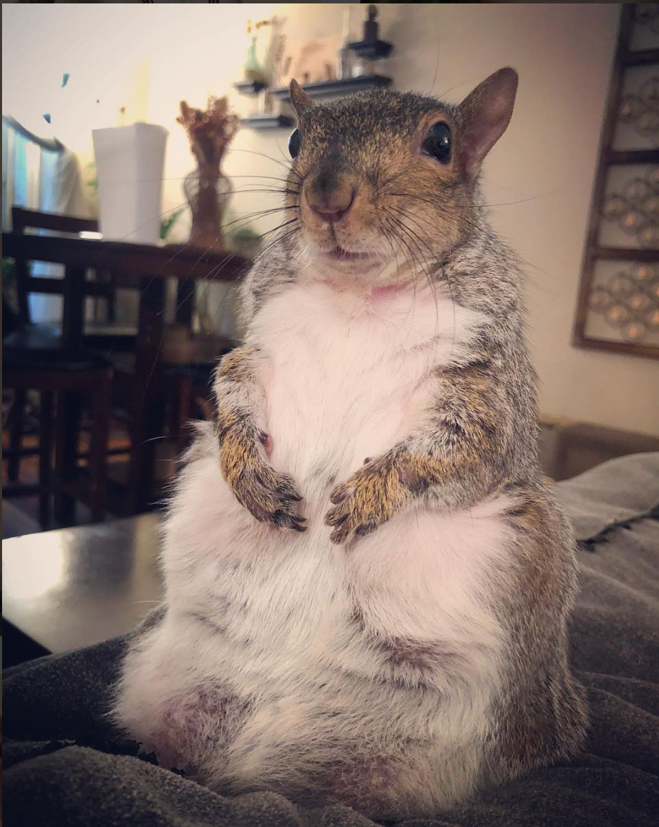 chubby pet squirrel