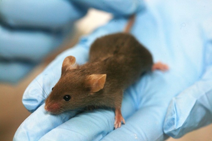 First Successful Regeneration Of An Organ In A Mammal