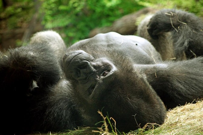 Mean, Sexist Gorilla Gets Kicked Out Of Dallas Zoo