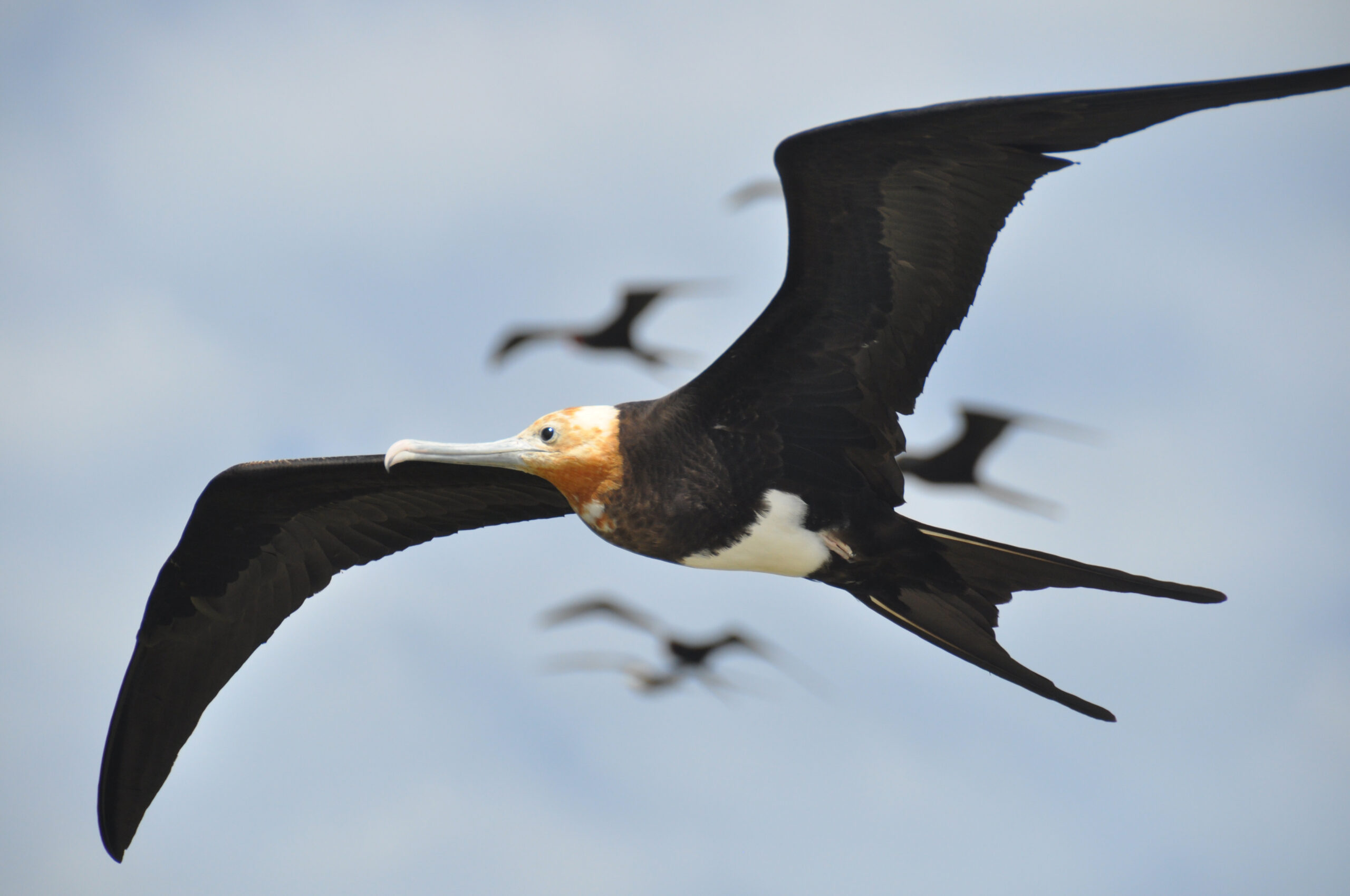 In Flight