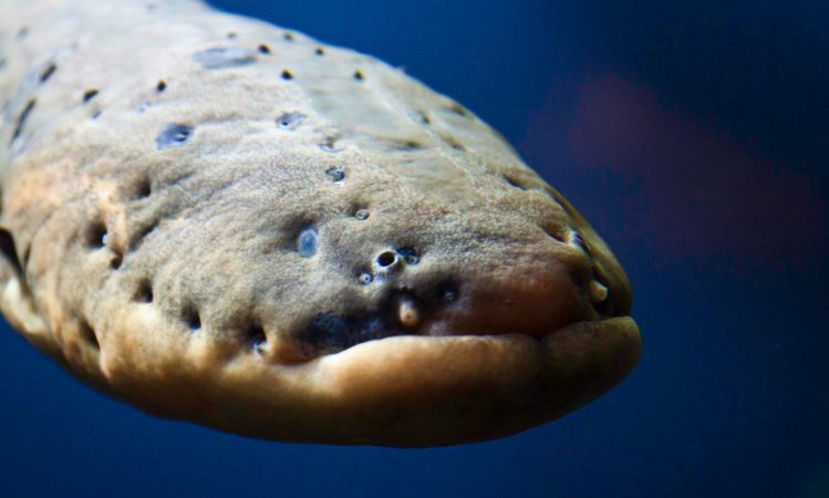 Electric Eels Hunt By Tracking Electrical Currents In Their Prey