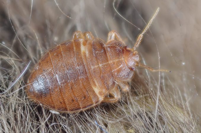 Bed Bugs May Be Splitting Into New Species