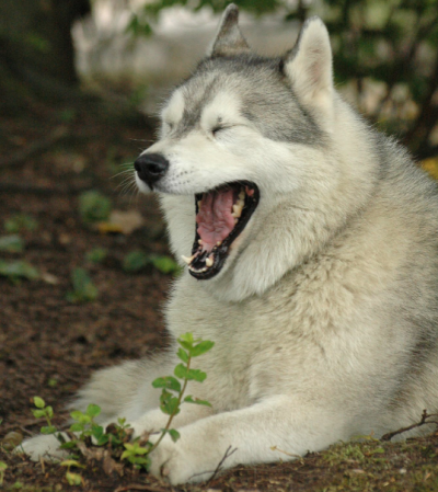 Puppies Only Pick Up Yawns When They’re Old Enough To Understand Empathy