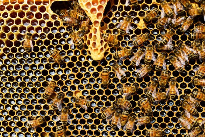 Several dozen bees crawl across a yellow honeycomb. 