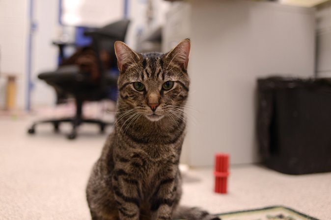 Therapy Cats Are Too Cute To Ban From Hospitals [Gallery]