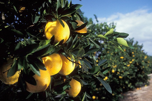 Should We Genetically Engineer The Orange To Save It?