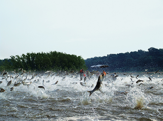 Five Ways To Stop Asian Carp