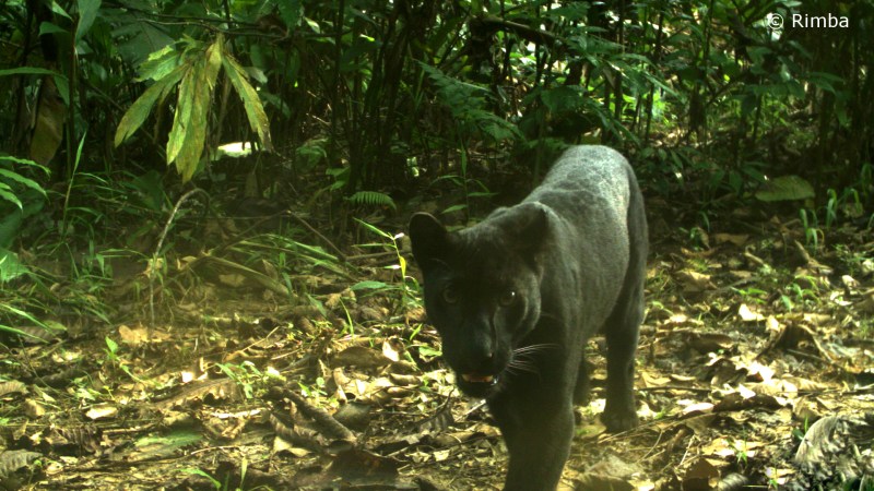 A Black Leopard