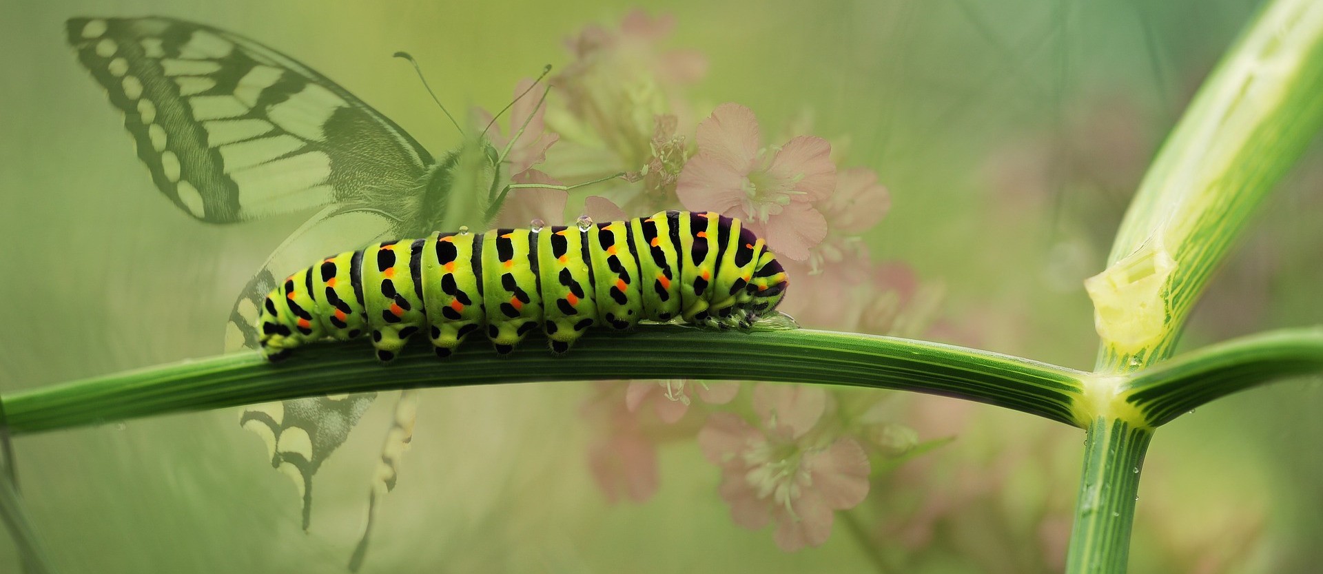 caterpillar