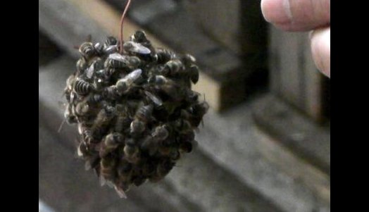 Video: To Kill Predators, Japanese Honeybees Surround Them in a ‘Hot Defensive Bee Ball’