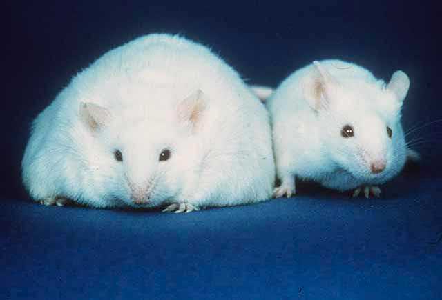 obese mice