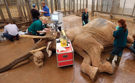 African Elephant’s Cataract Operation Is The Biggest Eye Surgery Ever