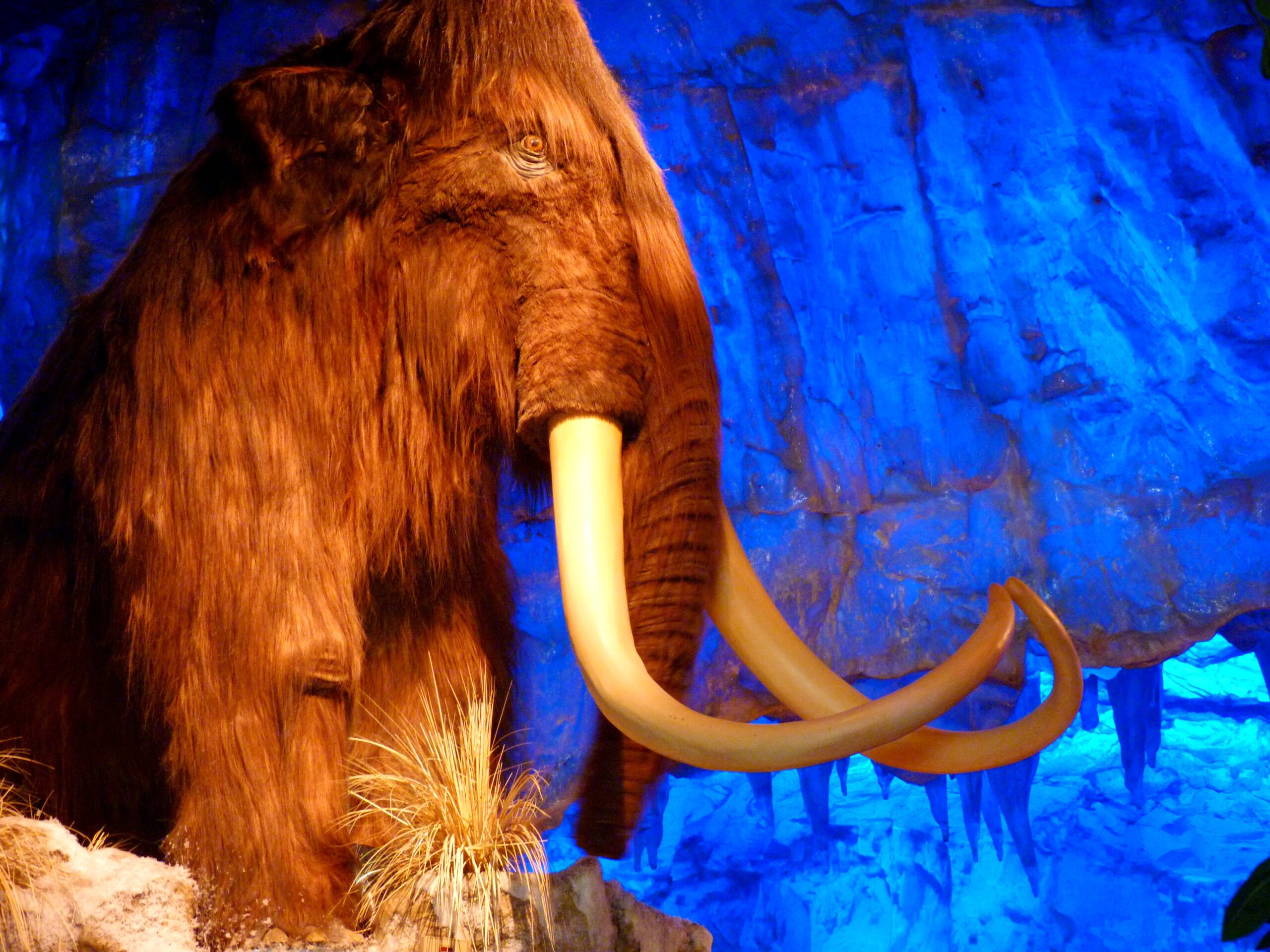 Wooly Mammoth