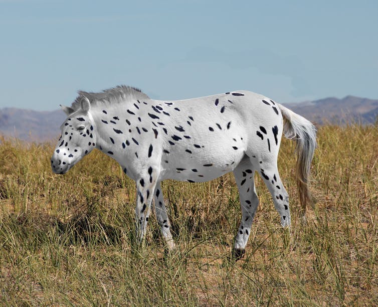 Przewalski ancient ancestor