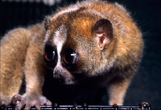 Venomous Slow Loris May Have Evolved To Mimic Cobras