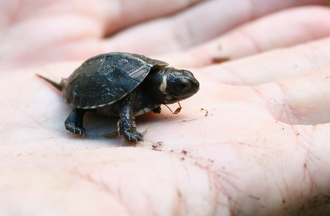 How To Save America’s Rarest Turtle: Lower Our Expectations