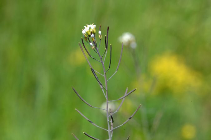 A New Way To Make Resistant Plants