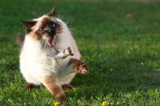 siamese cat toying with mouse