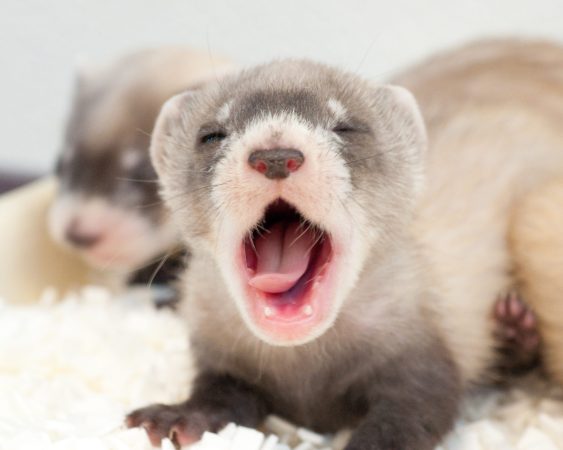 Ferret