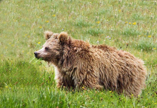 Yetis are real, they just also happen to be Himalayan brown bears