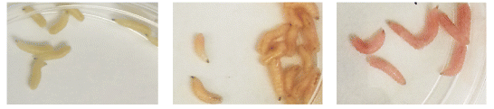 Genetically Modified Maggots Could Speed Up Wound Healing