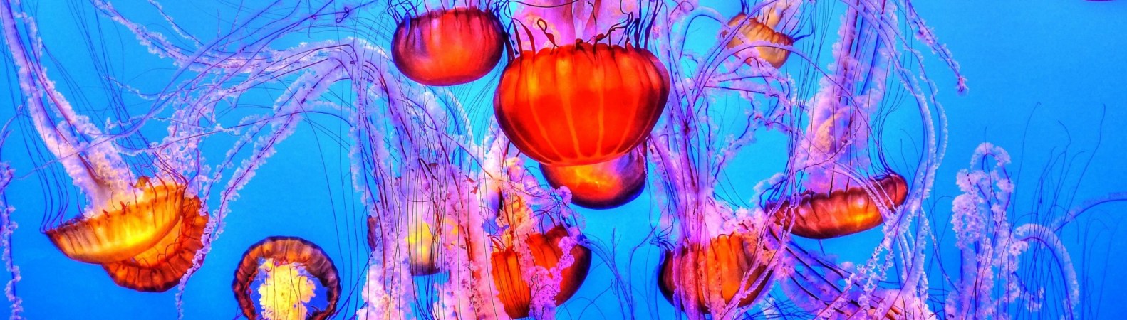 Are jellyfish going to take over the ocean?